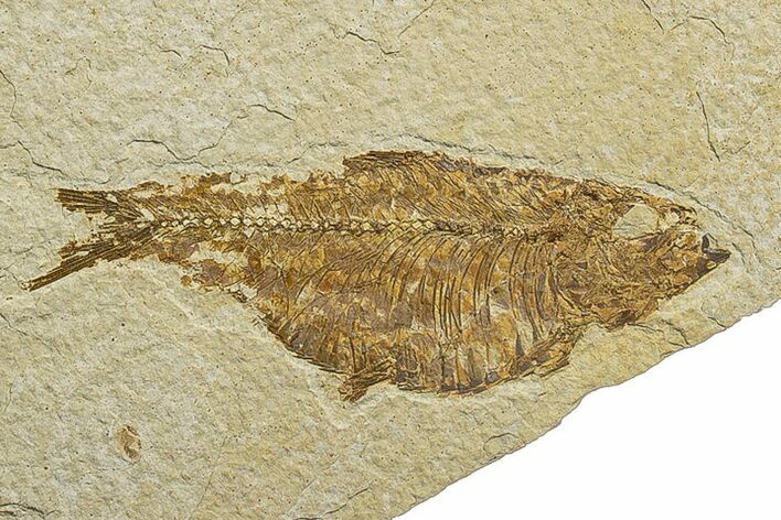 Fossil Fish (Knightia) - Wyoming #244293